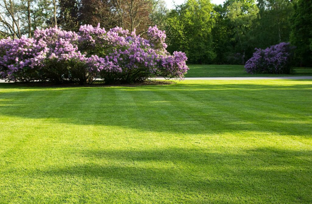 Beautiful manicured lawn by KV Services